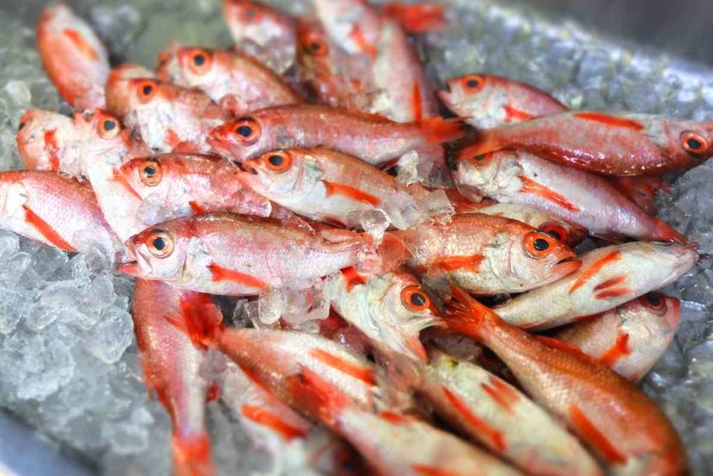 最高ののどぐろ 輪島の 寿司処 伸福 で食べるのどぐろにぎりが感動するおいしさ 石川グルメ もるたび